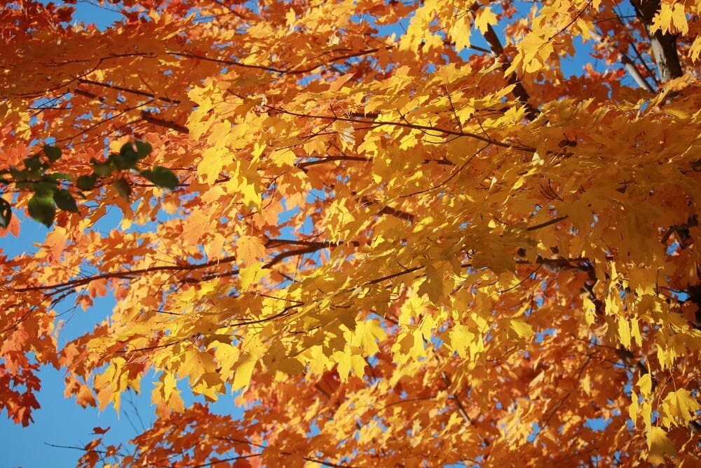 Harvest Season in Collingwood featured.